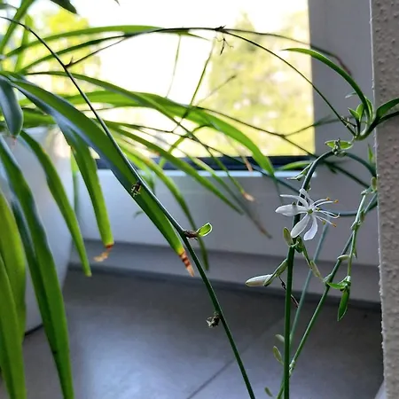 Zentral Im Gruenen Apartment Kempten